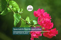 Spectabilis Red Bougainvillea Starter Plant | Rare & HTF | Well-Rooted Plant Plug | Vibrant Red Blooms | Indoor and Outdoor | Tropical
