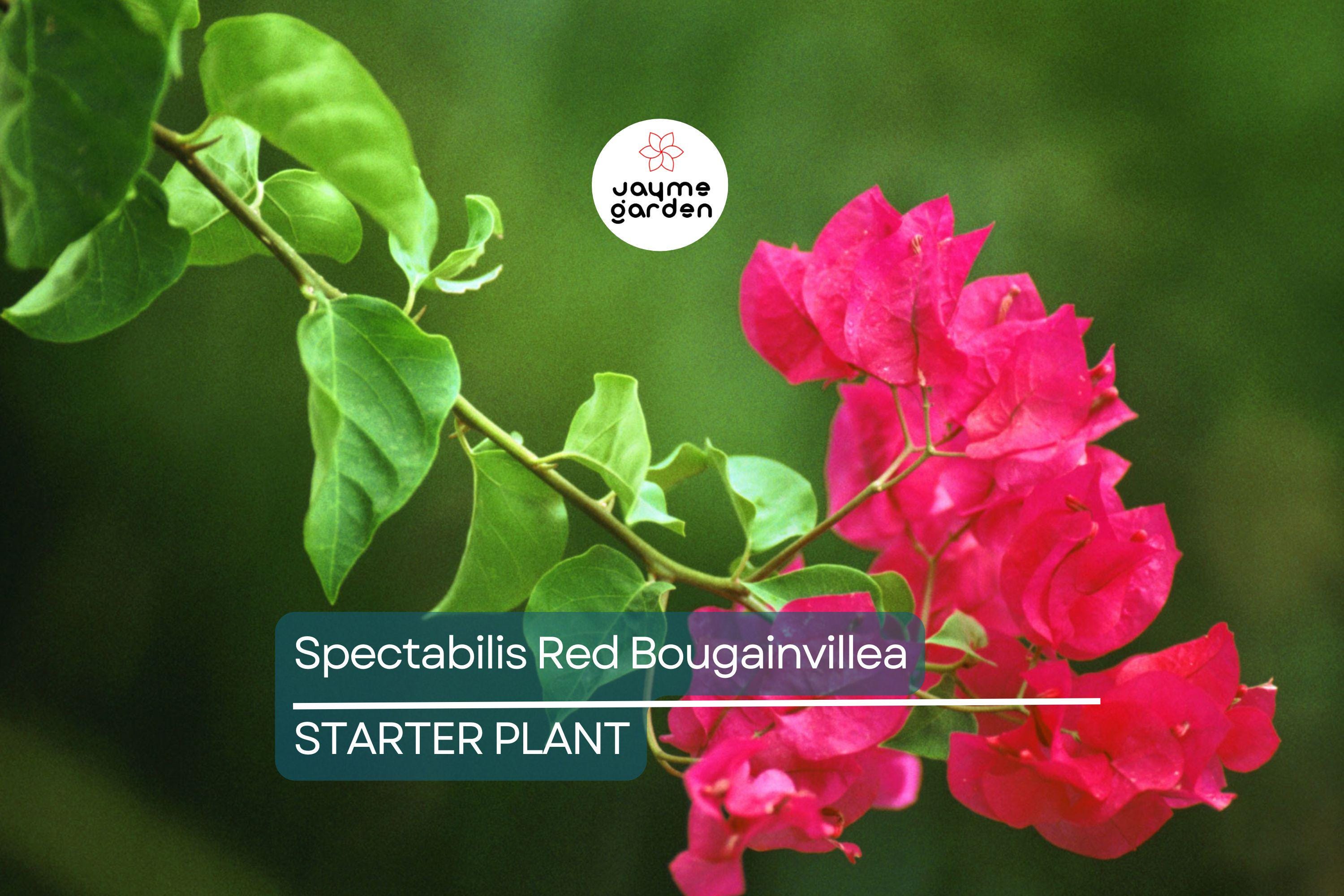 Spectabilis Red Bougainvillea Starter Plant | Rare & HTF | Well-Rooted Plant Plug | Vibrant Red Blooms | Indoor and Outdoor | Tropical