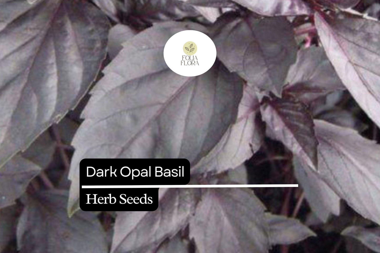 1000 Seeds Dark Opal Basil (Ocimum basilicum) – Aromatic, Colorful Herb for Cooking & Gardens