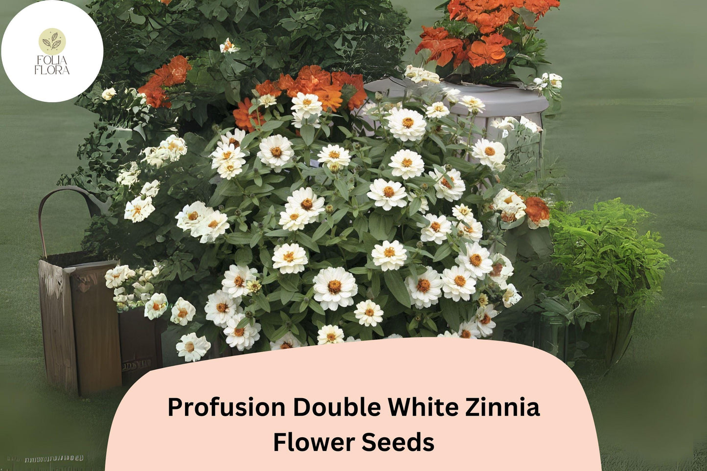 100+ Profusion Double White Zinnia Seeds | Pure White Blooms | Compact Garden Annual Flowers, Easy Grow, Cut Flower Variety