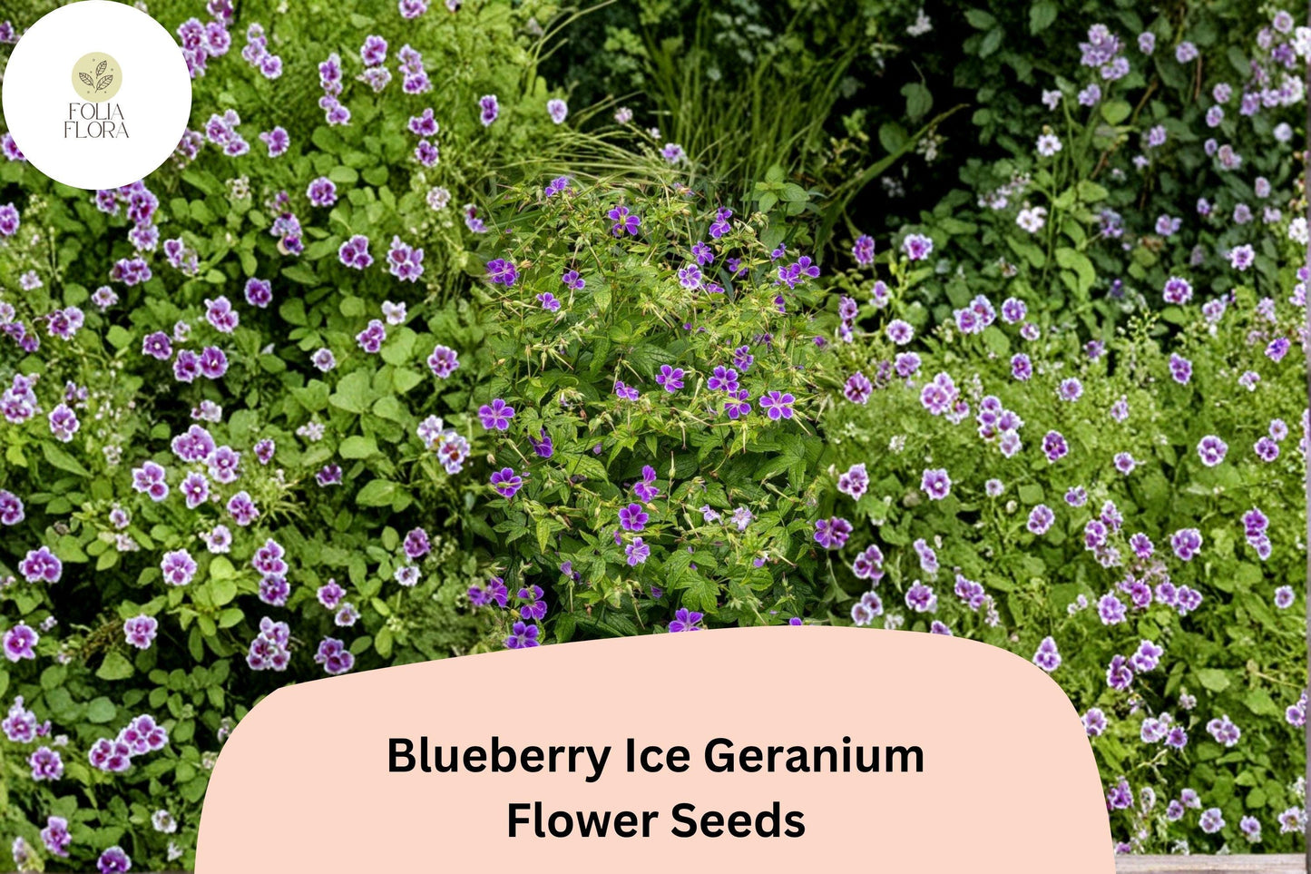 25+ Blueberry Ice Geranium Seeds | Hardy Perennial Purple & White Blooms | Garden Cranesbill Flower