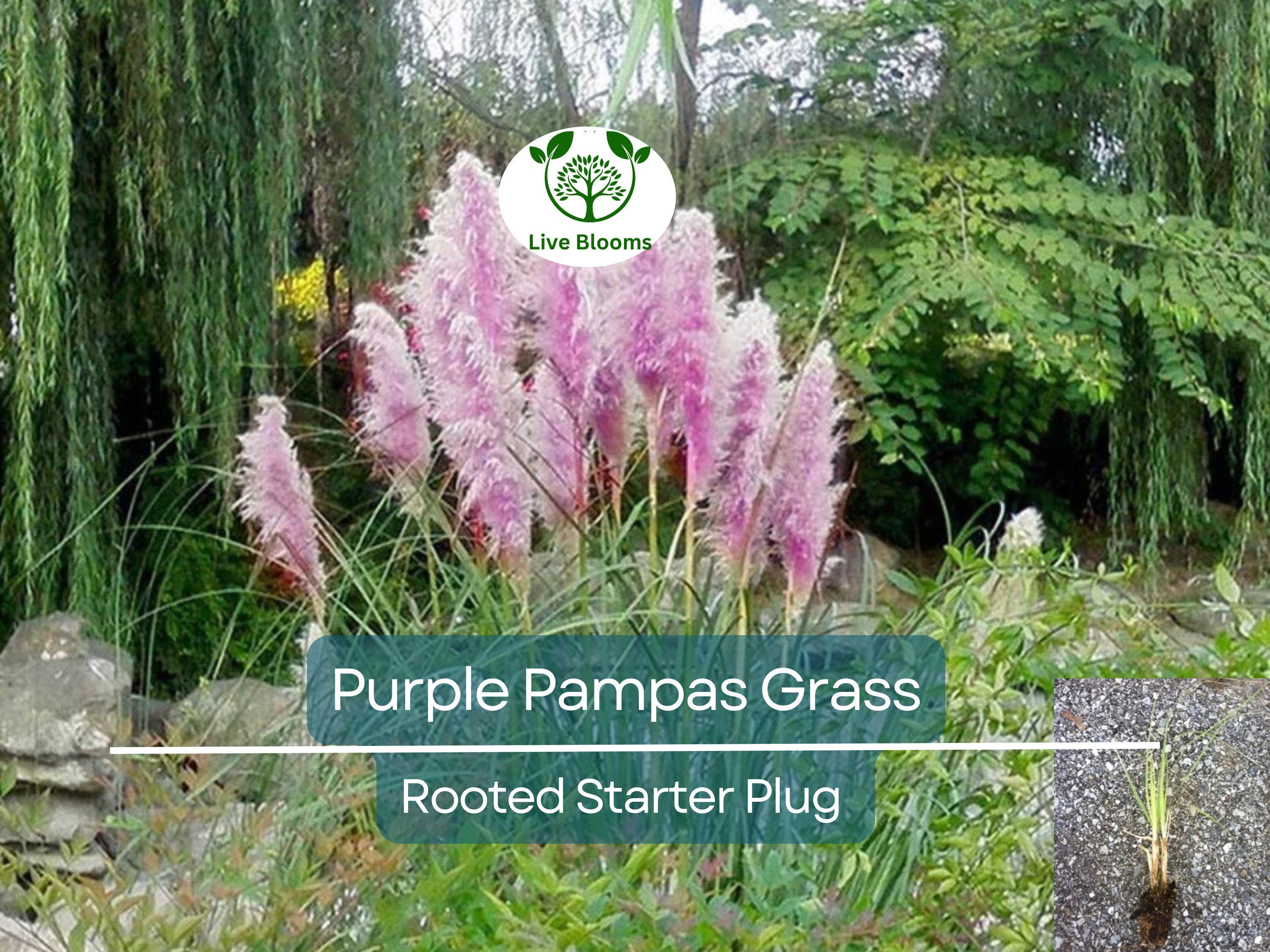 3 Plugs Purple Pampas Grass (Cortaderia selloana) – Ornamental Grass for Landscaping, Garden Decor