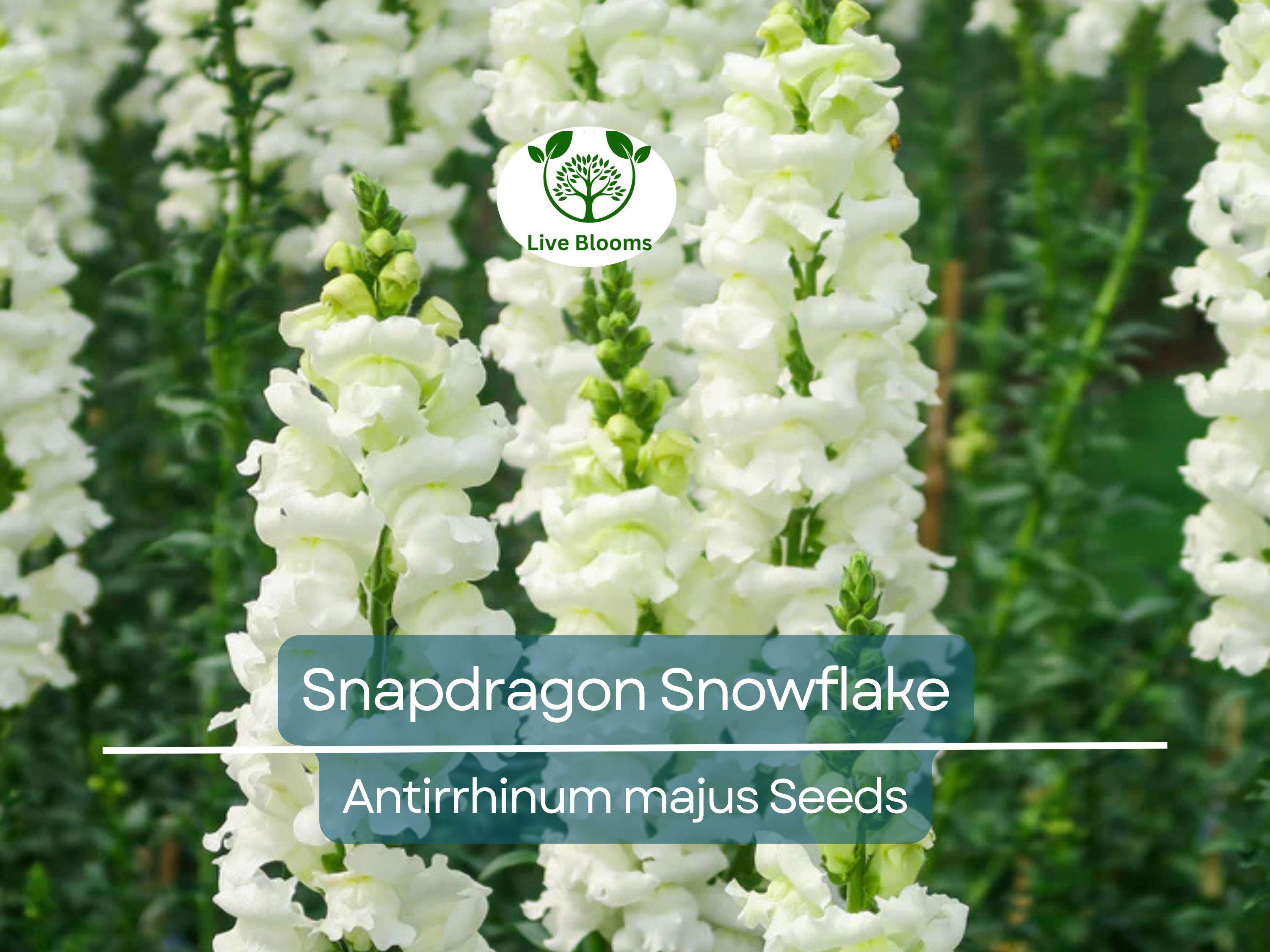 500 Seeds Snapdragon Snowflake, White Blooms Spring-Fall, Non-GMO, Up to 36" Tall, Antirrhinum majus, Easy to Grow