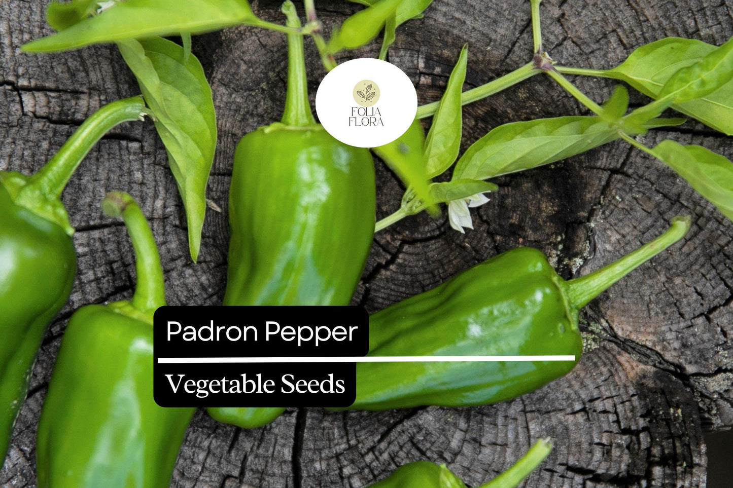 10 Seeds Padron Pepper (Capsicum annuum) – Mild, Flavorful Spanish Pepper