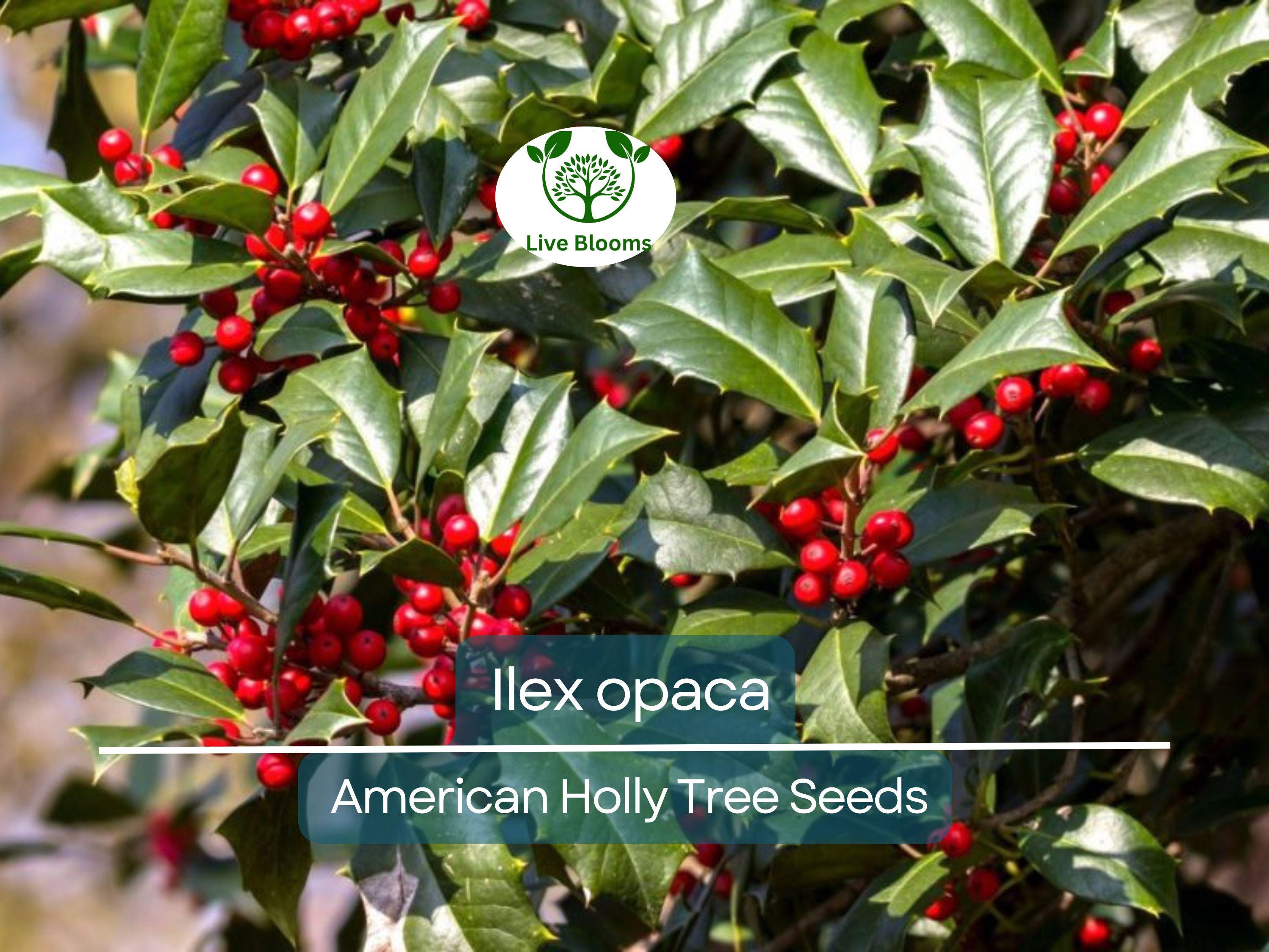 500 mg Seeds Ilex Opaca - American Holly for Planting | Evergreen Native Shrub for Wildlife, Privacy, and Landscaping