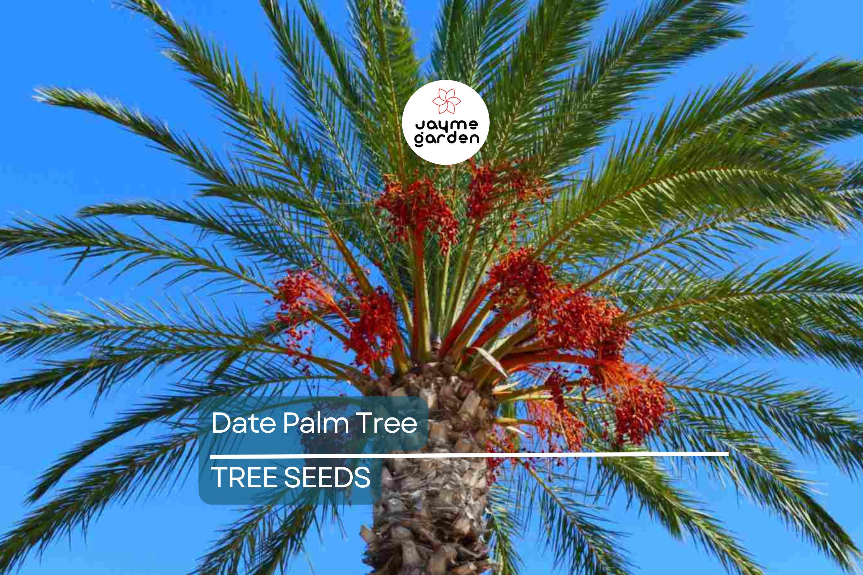 5 Date Palm Tree Seeds (Phoenix dactylifera) – Edible Fruit, Hardy to Zone 8