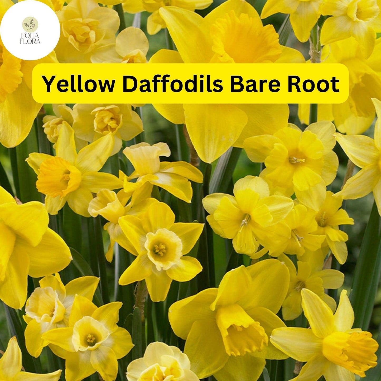 20 Live Perennial Bare Root Plants Yellow Daffodils, Narcissus Bulbs, Bright Spring Flowers