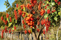 Celastrus scandens – American Bittersweet 30 Seeds | Native Climbing Vine | Bright Orange-Red Berries | Wildlife Favorite