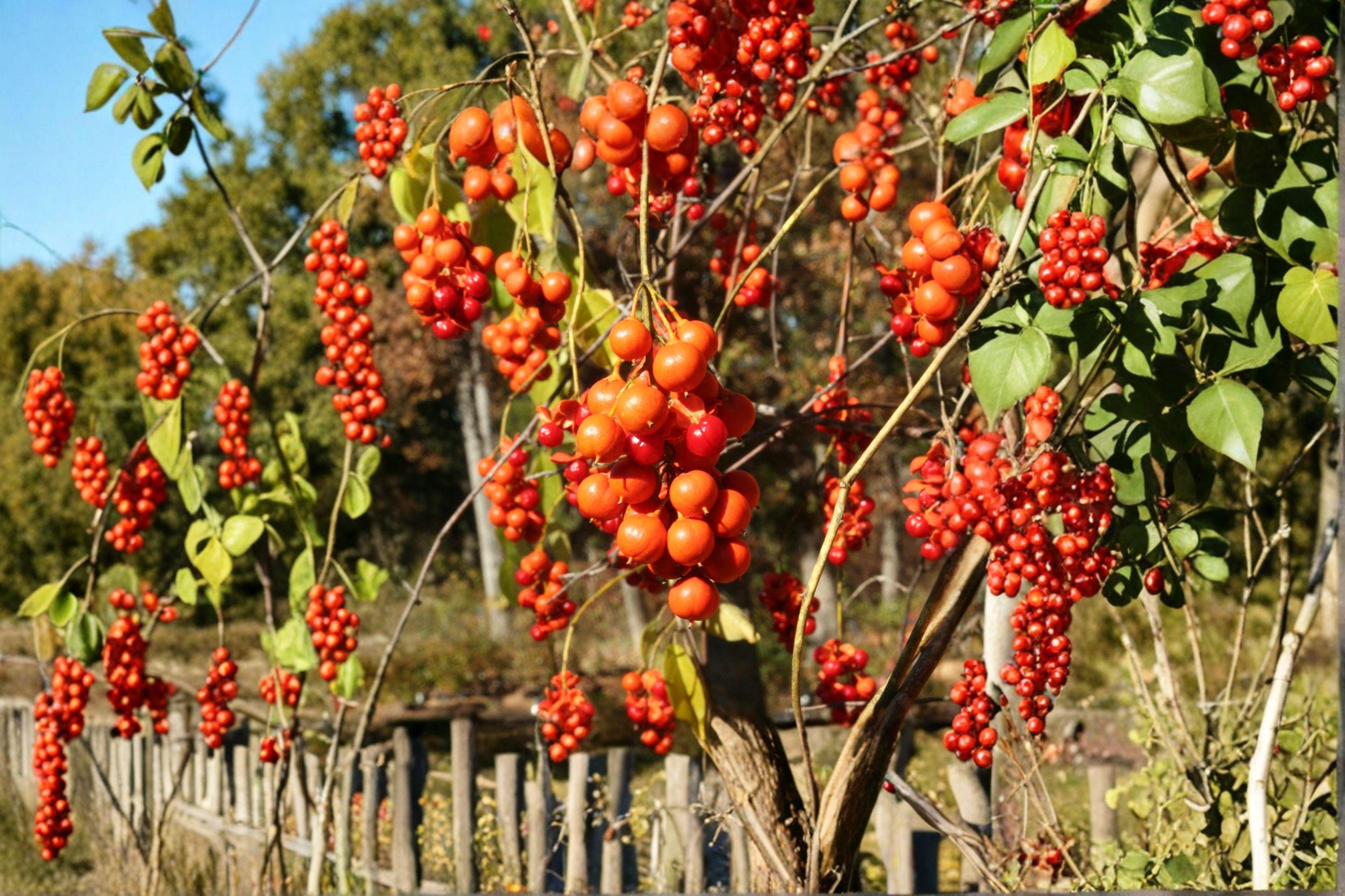 Celastrus scandens – American Bittersweet 30 Seeds | Native Climbing Vine | Bright Orange-Red Berries | Wildlife Favorite