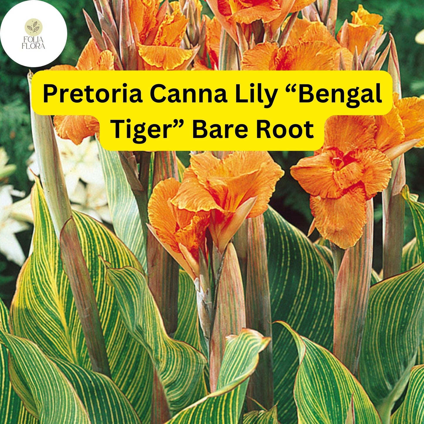 3 Bare Root Plants Pretoria Canna Lily “Bengal Tiger” Ready to Plant, Tropical Beauty
