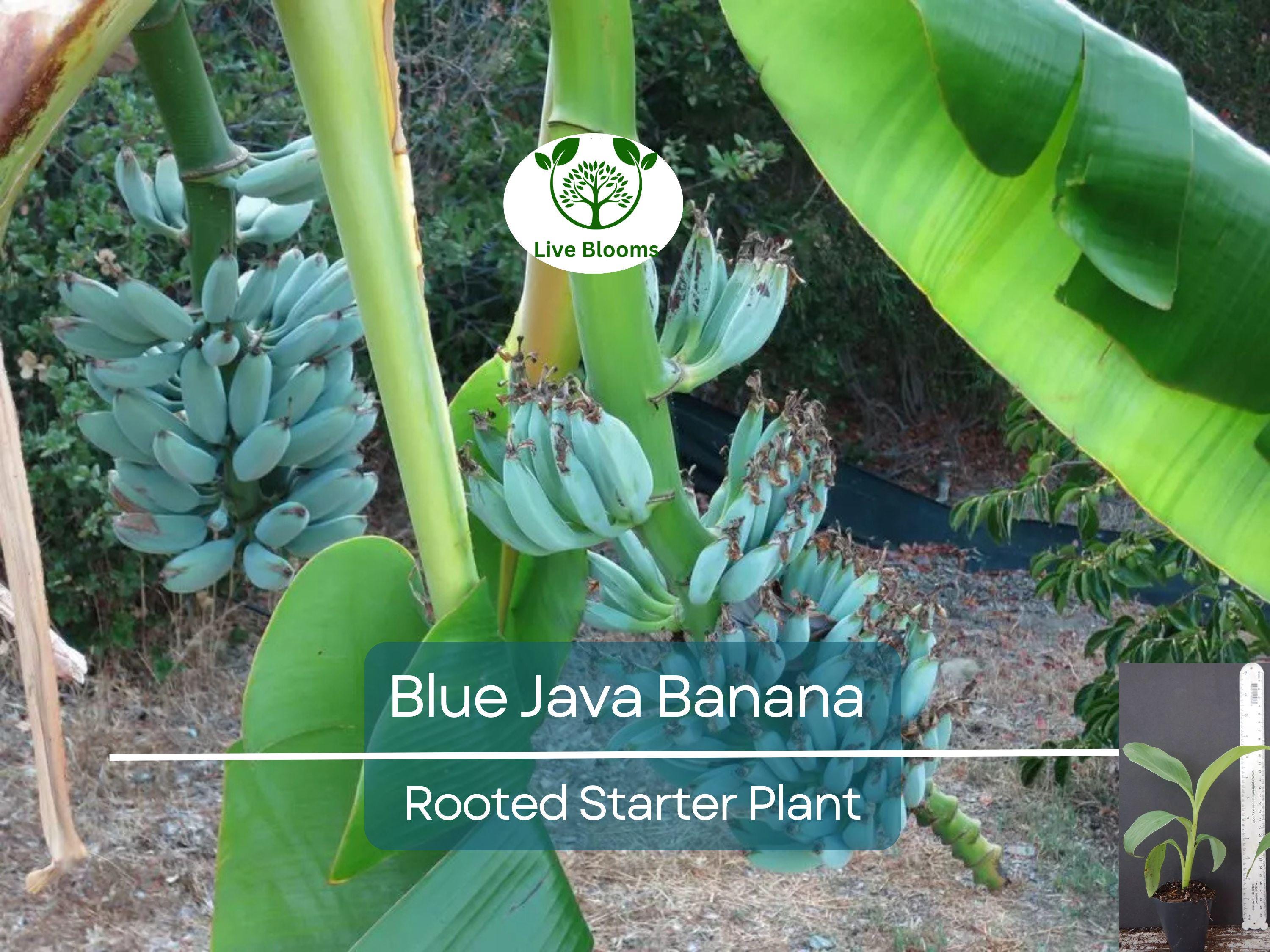 1 Musa Ice Cream (Blue Java) Banana Tree - Small Live Rooted Starter Plant, Tropical Blue Bananas, Unique Fruit, Home Garden or Containers