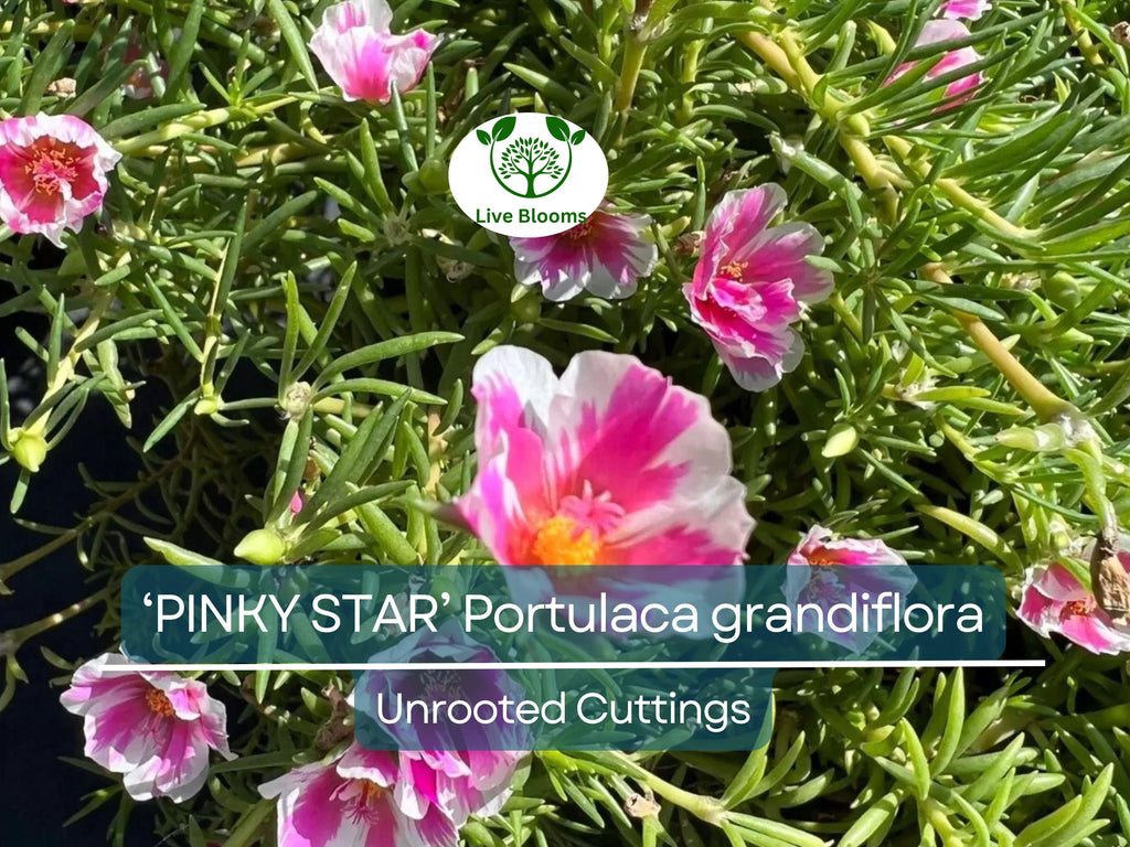 10 PINKY STAR Portulaca grandiflora Unrooted Cuttings 5" - Bright Pink Moss Rose, Vibrant Garden Succulent, Outdoor & Indoor Plant