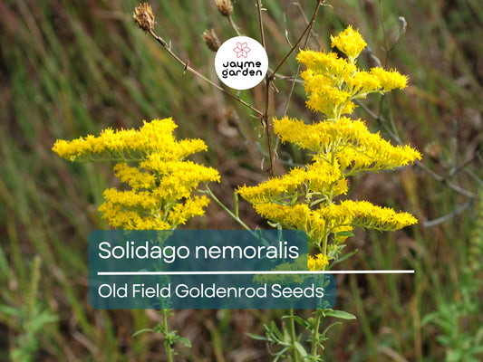 1000 Seeds Solidago Nemoralis | Gray Goldenrod for Planting | Yellow Wildflower | Native Perennial | Pollinator Friendly | Drought Tolerant