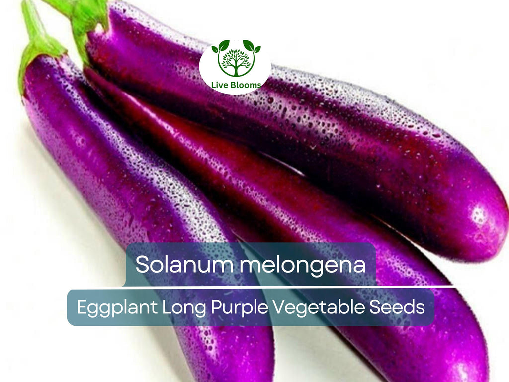 50 Seeds Eggplant Long Purple (Solanum melongena) - Non-GMO, Heirloom, Slim, Long, Easy to Grow, Perfect for Garden, Organic Planting