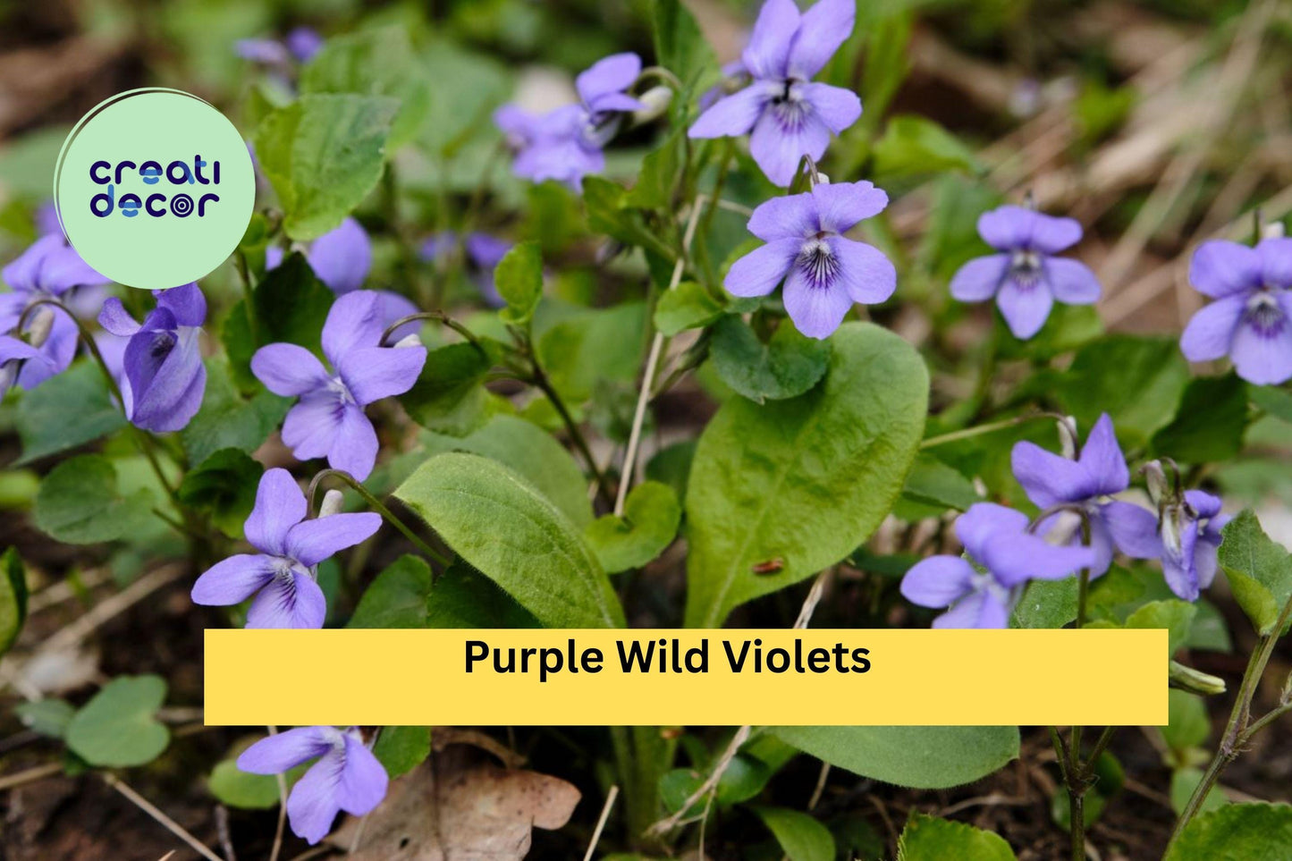 15 Purple Wild Violet Roots – Native Viola Perennial Wildflowers, Hardy Bare Root Plants for Shade Gardens and Natural Landscaping