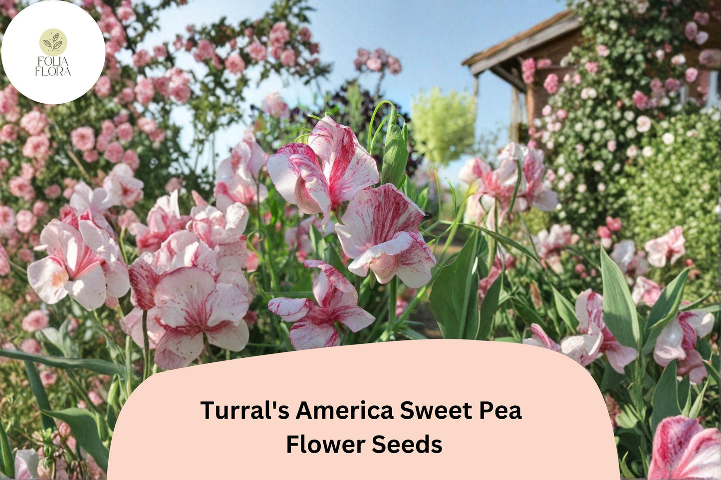 50+ Turral’s America Sweet Pea Seeds | Fragrant Red and White Striped Flower for Garden Trellis
