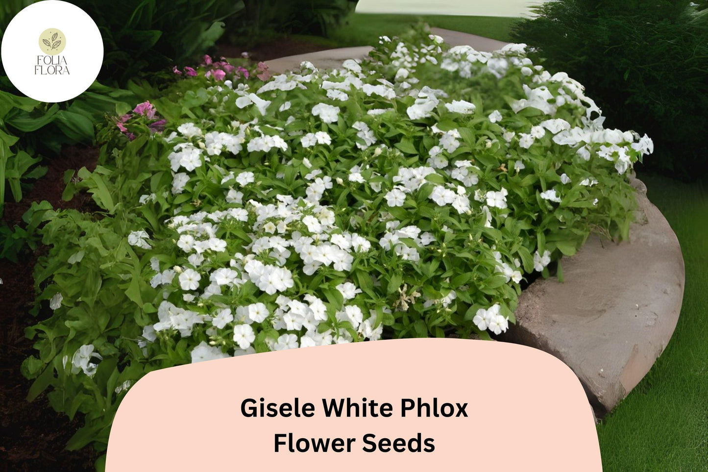 100+ Gisele White Phlox Seeds – Annual Garden Flowers, Phlox drummondii
