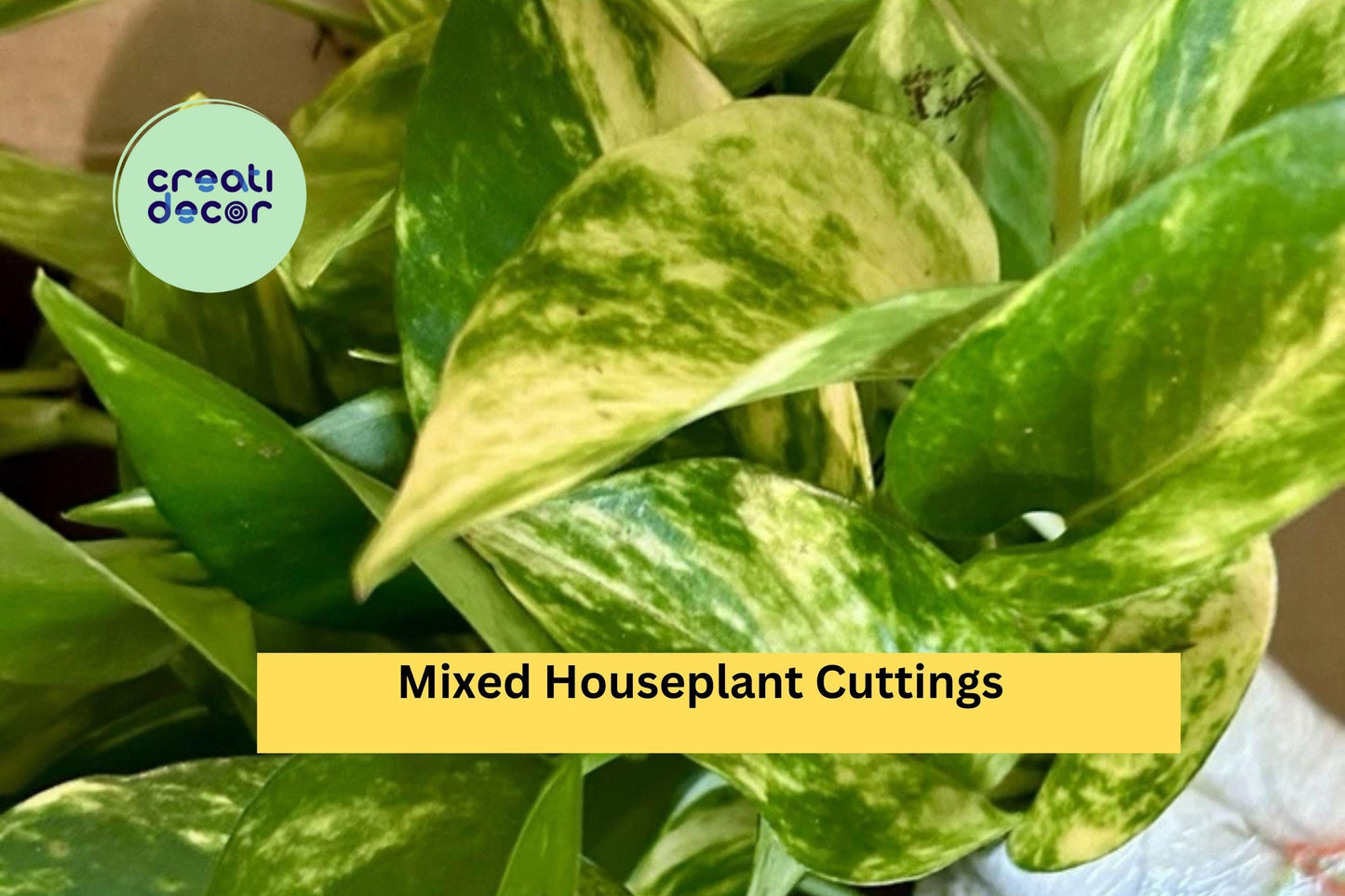 20 Rooted Houseplant Cuttings | Mixed Indoor Plant Starter Pack | Four Varieties of Easy Care Plants for Propagation & Home Growing