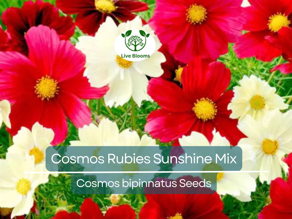 100 Seeds Cosmos Rubies Sunshine Mix, Red, Pale Yellow, Pink Flowers, Pollinators, Butterflies, Non-GMO, Wildflower, Perennial, Garden Plant