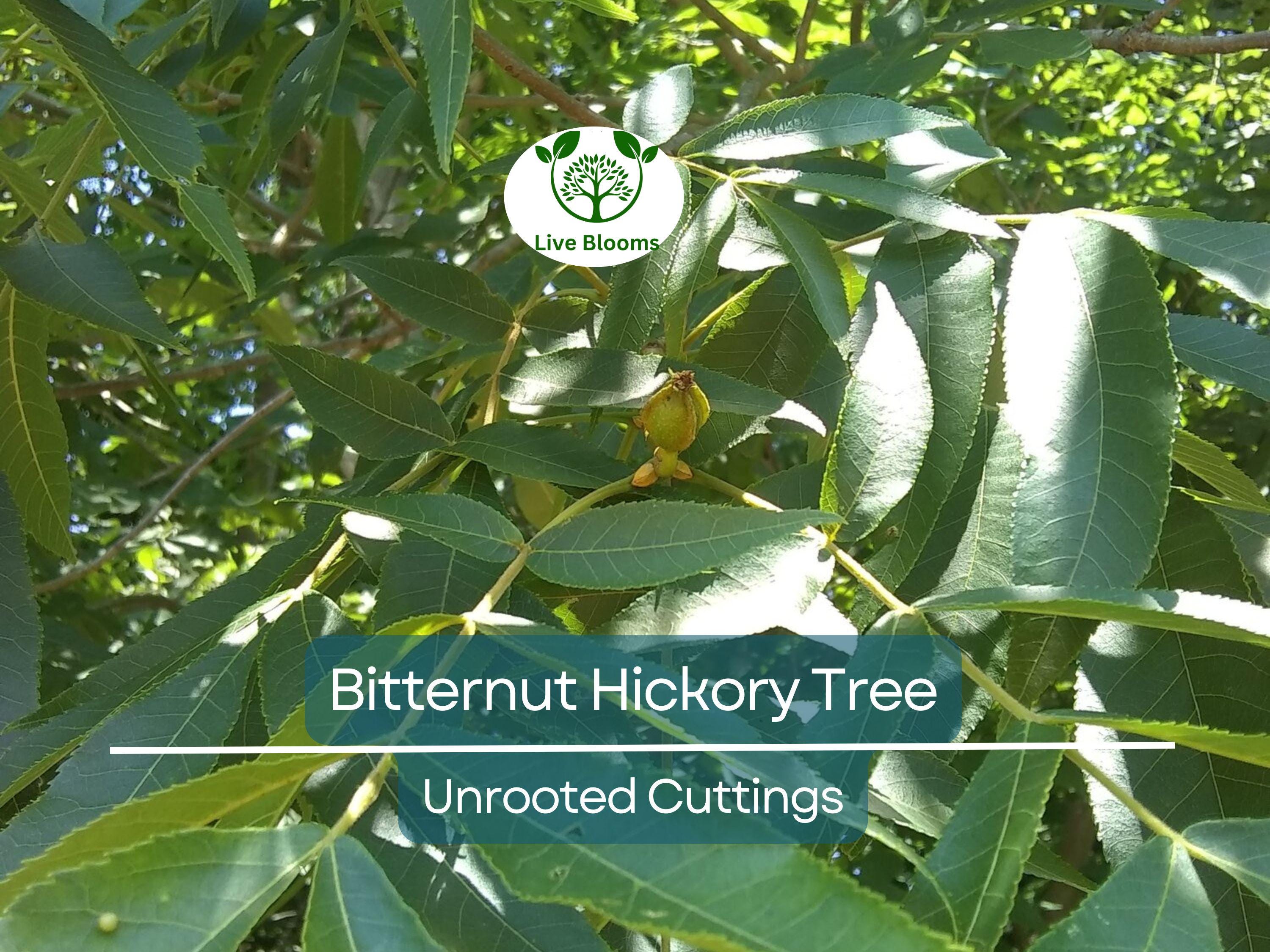 8 Bitternut Hickory Tree Live Cuttings (Carya cordiformis) 8" Long, Healthy Seedling, Hardy Tree for Landscaping, Native North American Tree