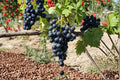 Muscat Bleu Grape 1 Plant 1-2 ft (Vitis vinifera Muscat Bleu) Live Grape Vine