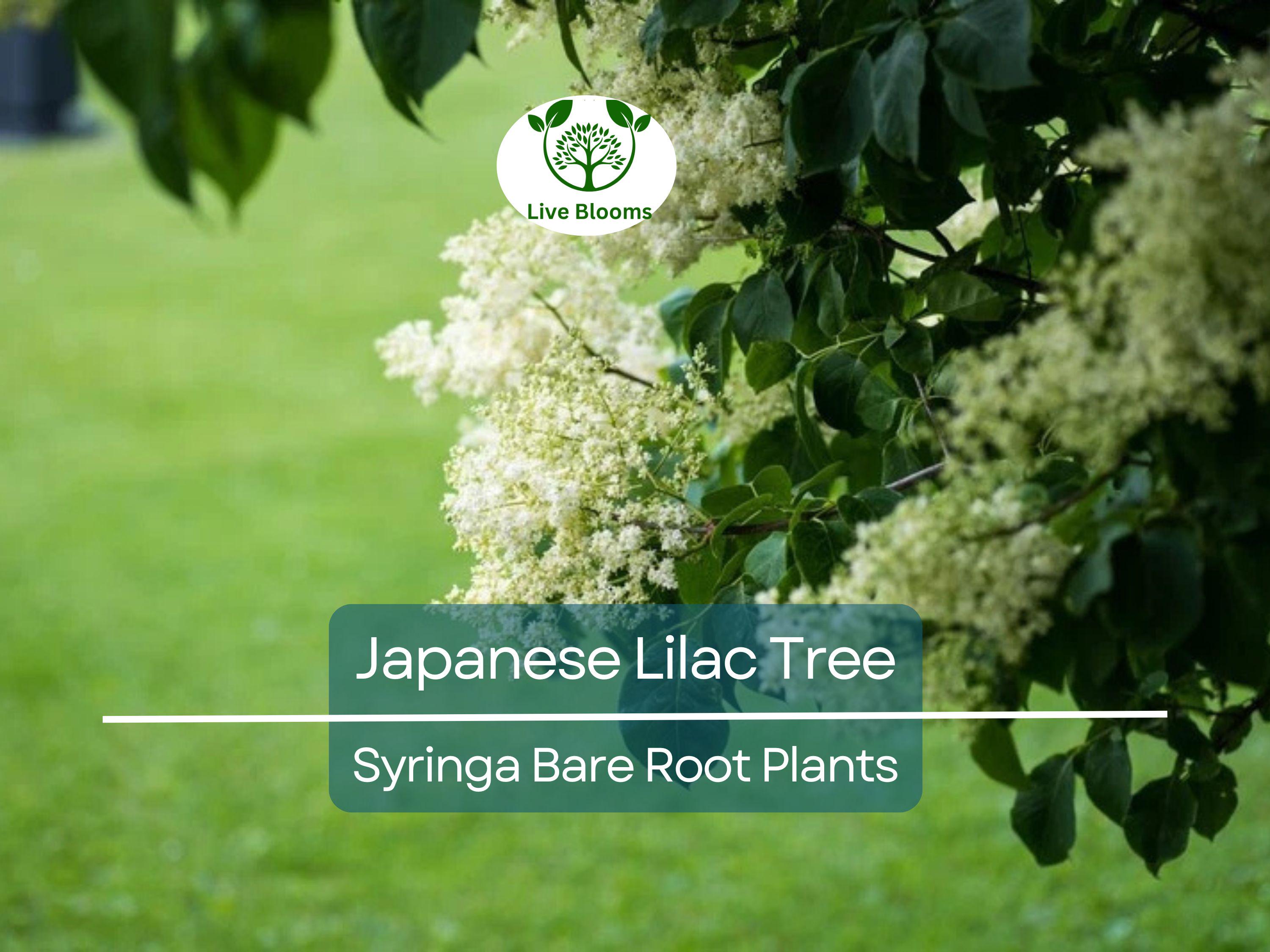 1 Japanese Lilac Tree – Live Bare Root Plant – Syringa reticulata – Fragrant White Summer Blooms – Ornamental Shade Tree