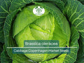 250 Seeds Cabbage Copenhagen Market - Brassica oleracea | Heirloom Cabbage Seeds for Planting, Gardening & Fresh Crisp Harvests