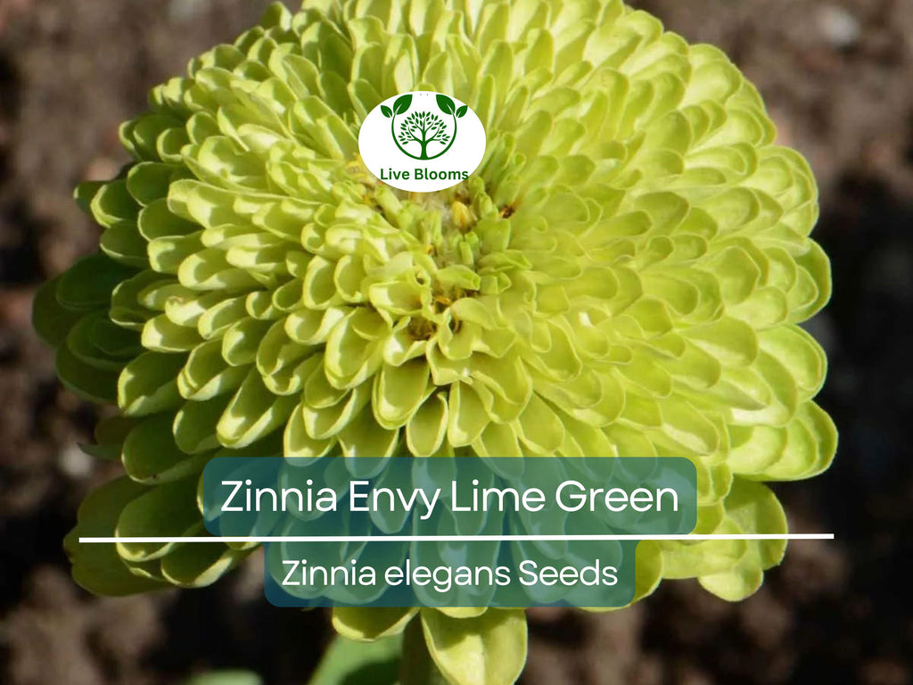 200 Seeds Zinnia Envy Elegans Lime Green Flowers RARE, Non-GMO, Pollinator-Friendly, Butterflies Love, Unique Garden Blooms, Easy to Grow