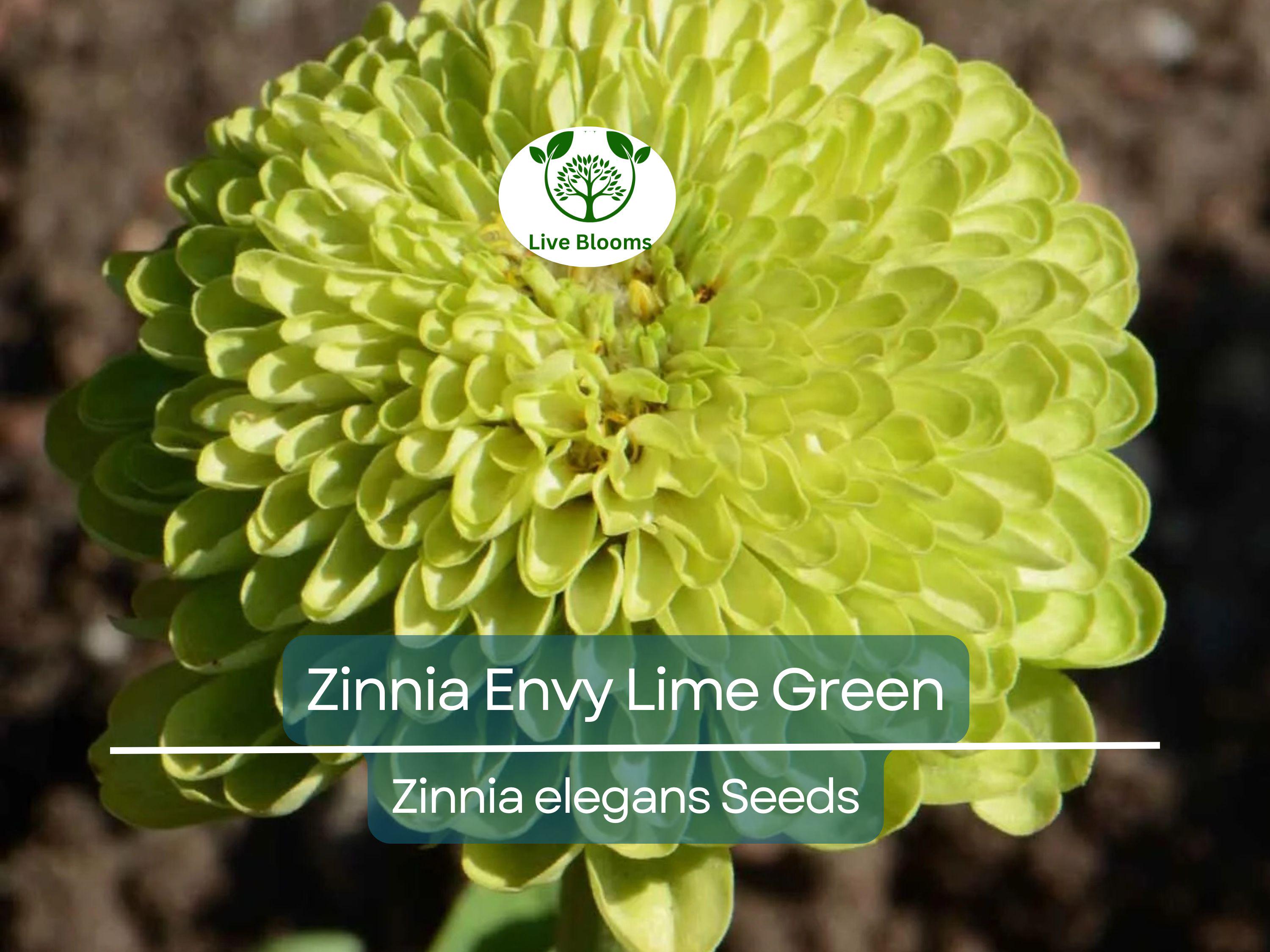 200 Seeds Zinnia Envy Elegans Lime Green Flowers RARE, Non-GMO, Pollinator-Friendly, Butterflies Love, Unique Garden Blooms, Easy to Grow
