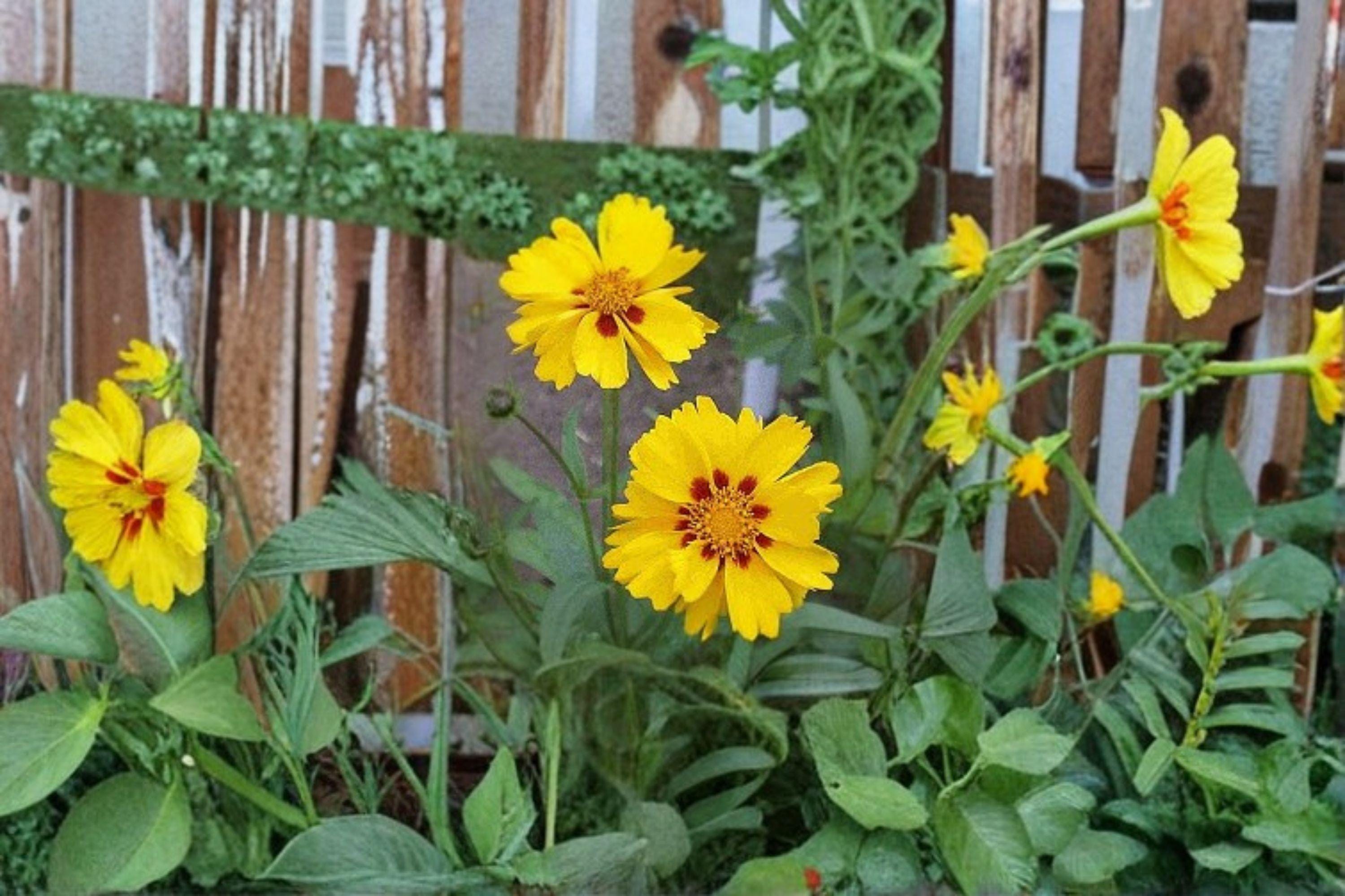 Picta Tickseed – Coreopsis nuecensis Seeds | 30 Seeds | Bright Yellow Wildflower | Drought-Tolerant Garden Favorite