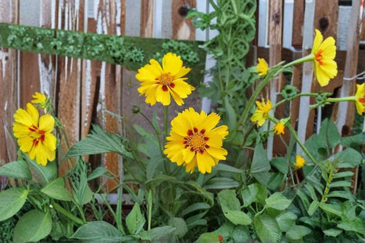 Picta Tickseed – Coreopsis nuecensis Seeds | 30 Seeds | Bright Yellow Wildflower | Drought-Tolerant Garden Favorite