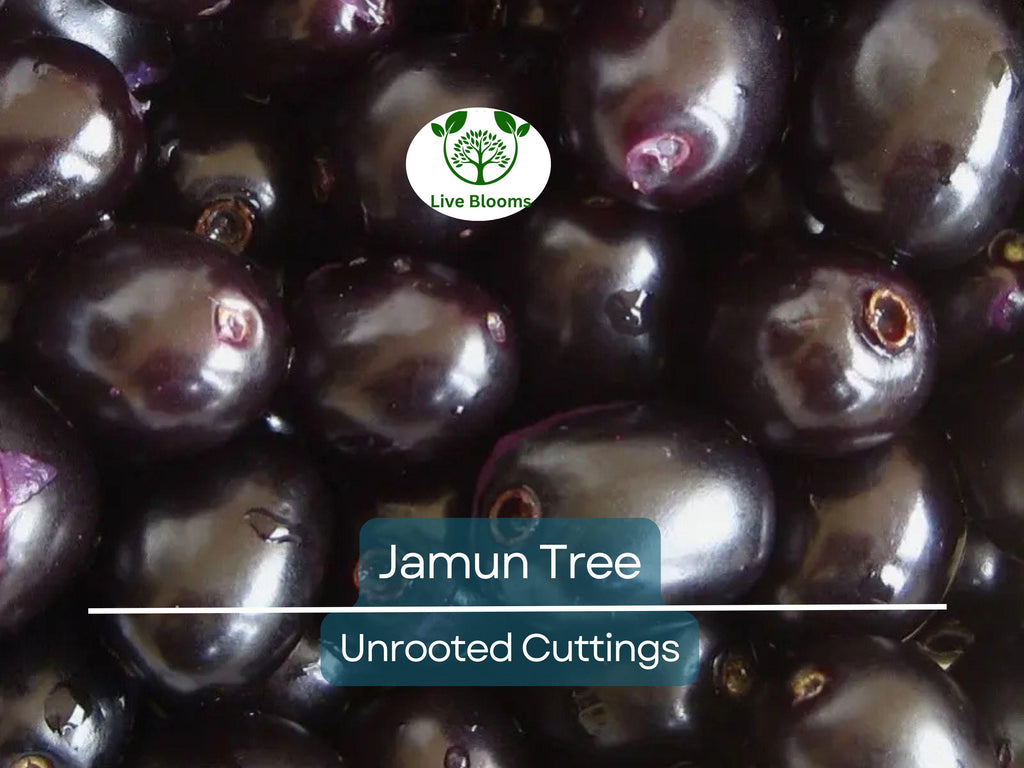 3 Jamun Jambul Fruit Tree Cuttings - Syzygium Cumini, Indian Wax Apple, Java Plum for Grafting - Unrooted 7-inch Cuttings