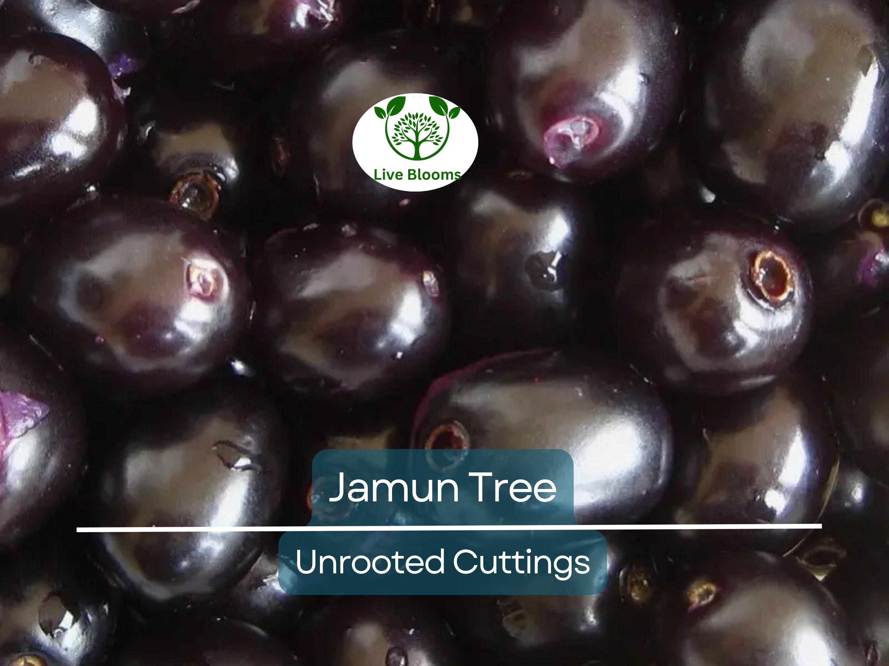 3 Jamun Jambul Fruit Tree Cuttings - Syzygium Cumini, Indian Wax Apple, Java Plum for Grafting - Unrooted 7-inch Cuttings