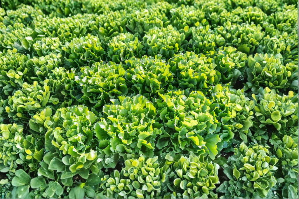 Endive – Broadleaf Batavian 850 Seeds | Heirloom Leafy Green | Mildly Bitter Flavor | Excellent for Fall Gardens