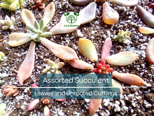 50 Types Succulent Leaves + 5 Unrooted Cuttings | Assorted Echeveria, Sedum, Crassula, and More | Perfect for DIY Planting & Propagation