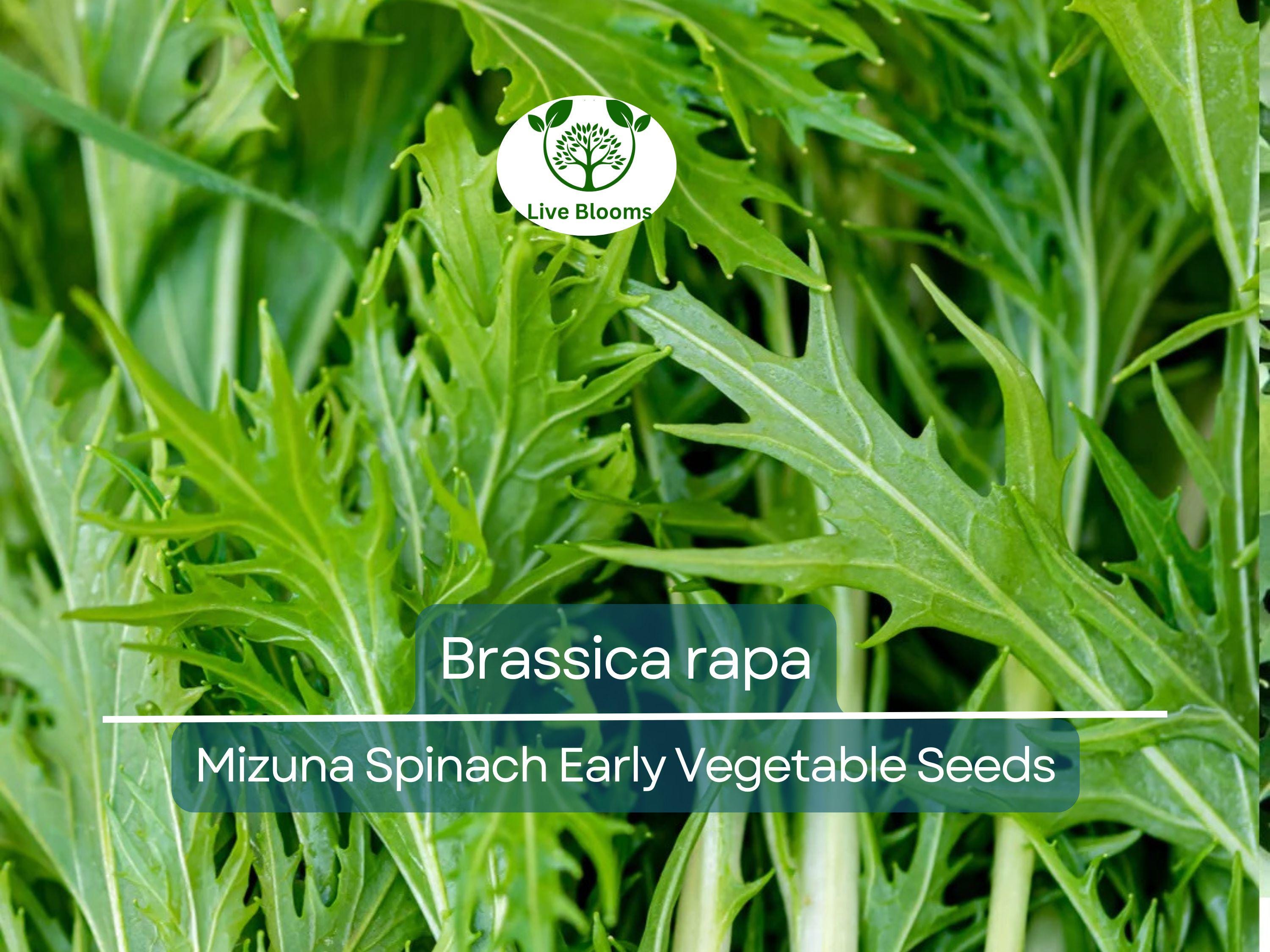 500 mg Seeds Mizuna Spinach Early – Brassica rapa | Heirloom Vegetable for Planting, Fast-Growing Greens, Fresh Harvest