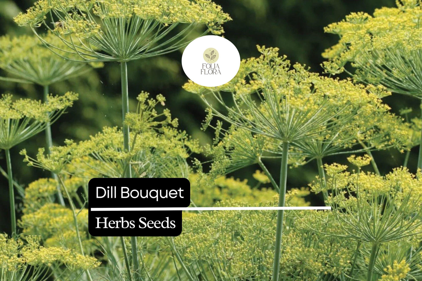 500 Seeds Bouquet Dill, Anethum graveolens, Aromatic Herb for Culinary and Garden Use