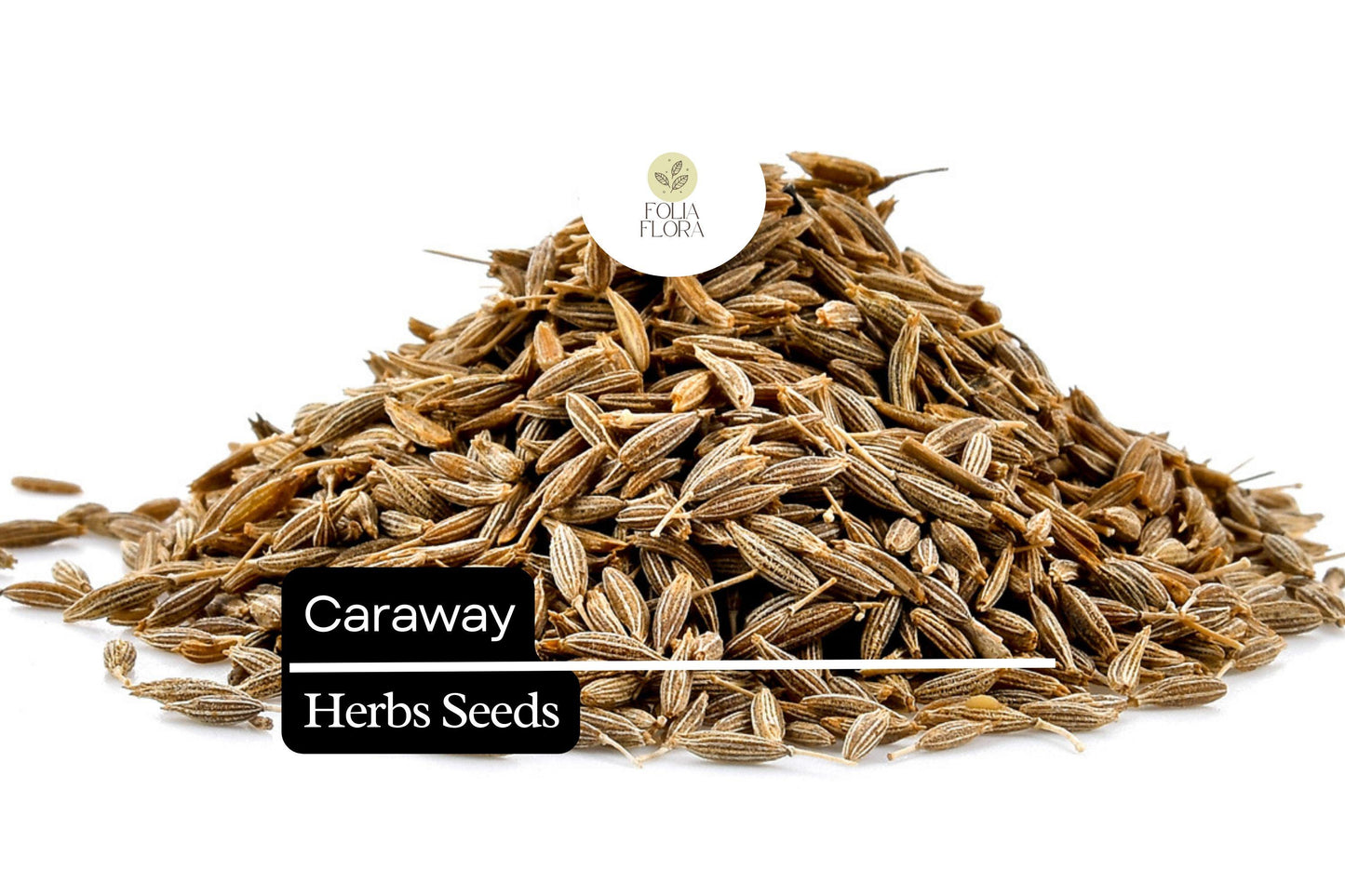 100 Seeds Caraway (Carum carvi) – Aromatic Herb for Culinary