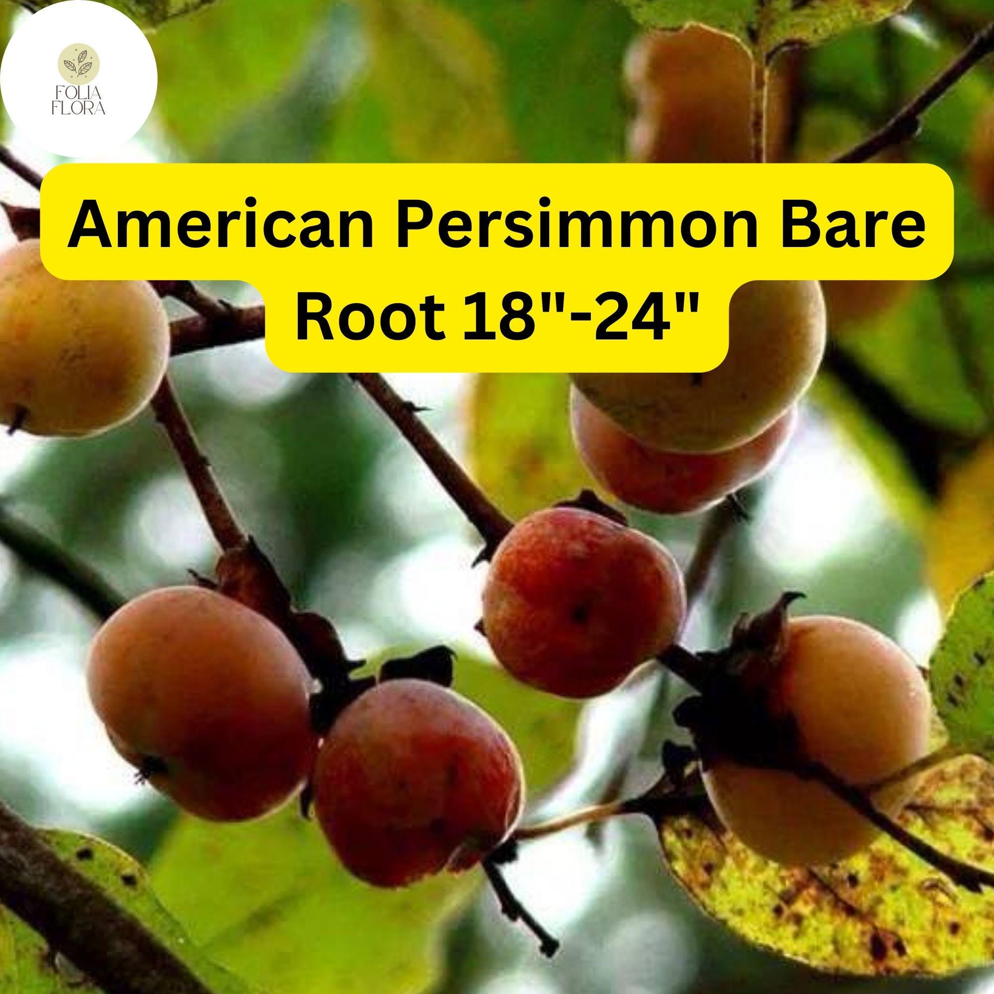 1 Diospyros virginiana American Persimmon Tree - Live Bare Root Plant for Zones 4-9 - Edible Fruit & Wildlife Tree 18"-24"