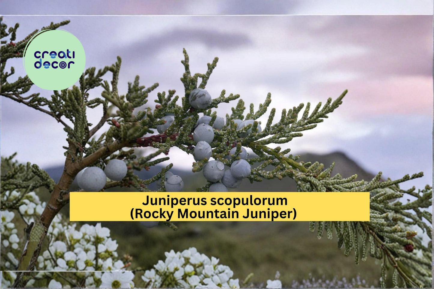 Juniperus scopulorum Seeds Rocky Mountain Juniper 15 Count Evergreen Conifer Tree Seeds Hardy Landscape Plant