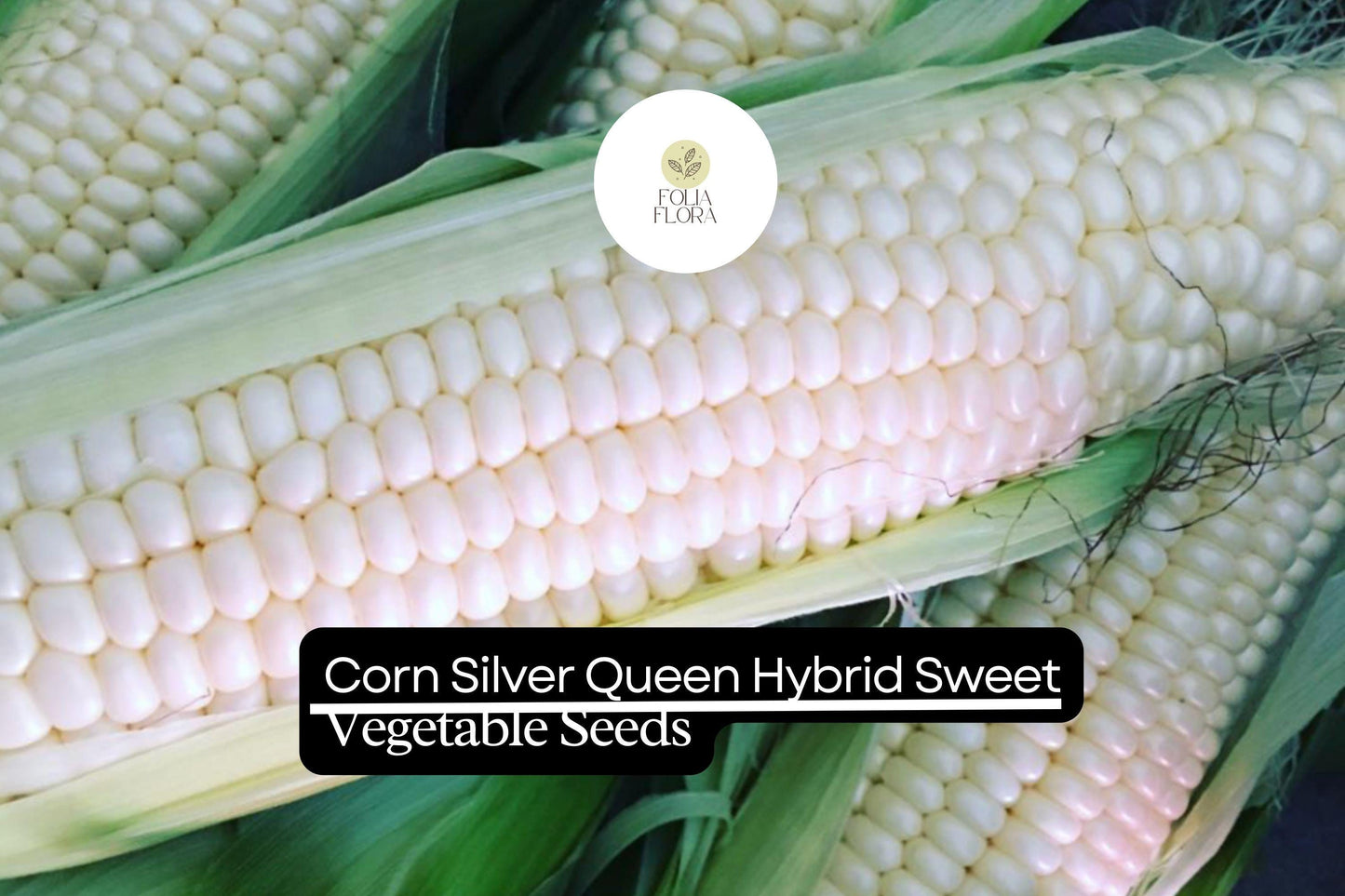 5g Corn Silver Queen Hybrid Sweet Seeds | Zea mays | High-Yield Sweet Corn | Easy to Grow & Delicious
