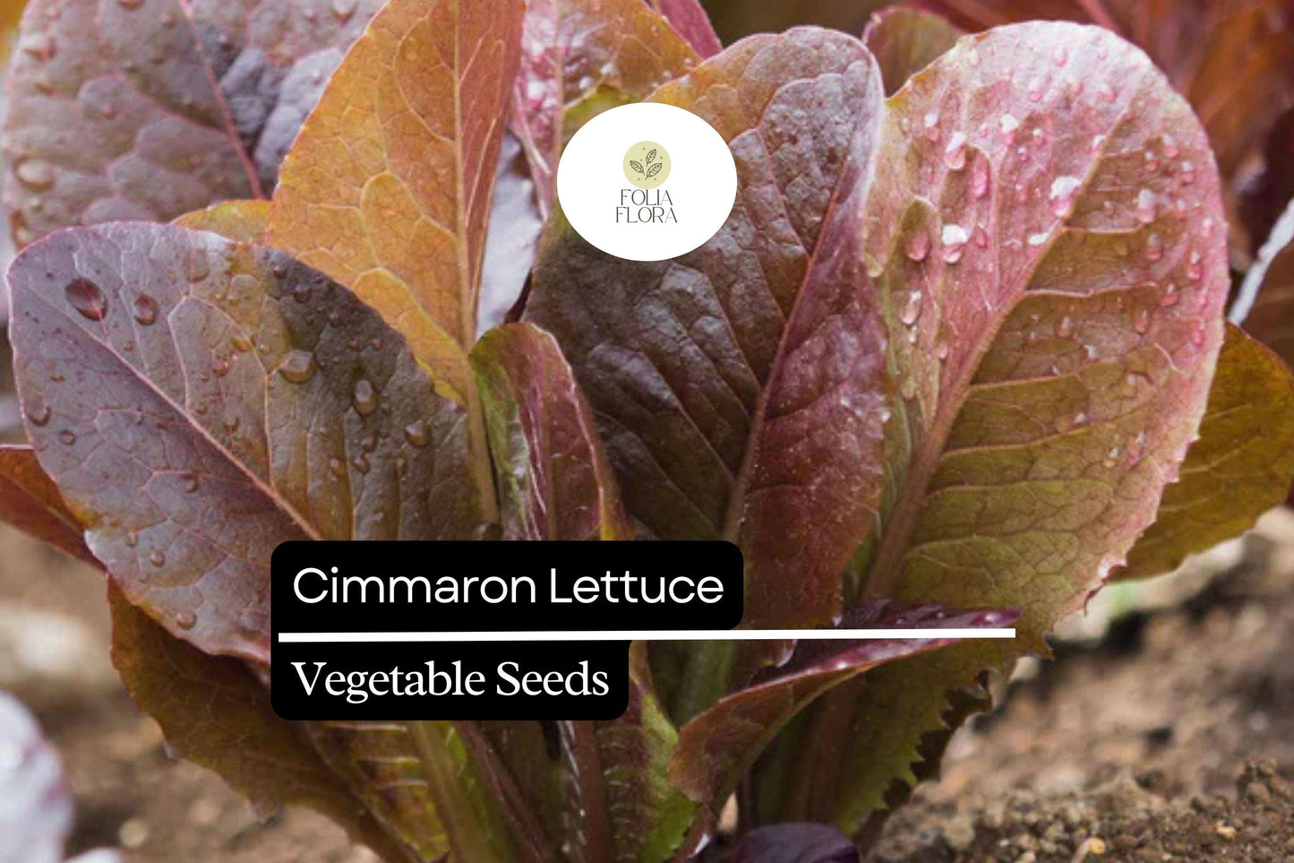 1000 Cimarron Lettuce Seeds – Lactuca sativa – Heirloom Romaine, Deep Red Leaves, Crisp Texture, Non-GMO, Heat-Tolerant, Easy to Grow