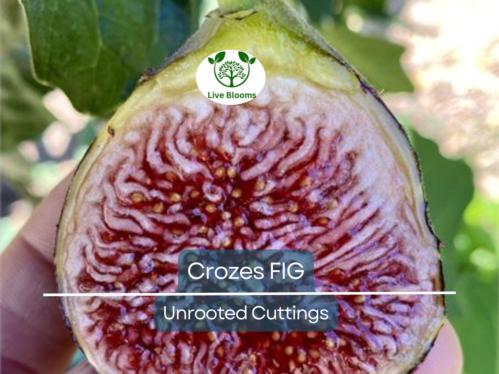 1 Fig Tree “Crozes” Cold Hardy Unrooted Cutting, 6-8 Inches, Perfect for Propagation, Grow Your Own Fig Tree, Cold Tolerant