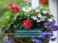 100 Cascade Lobelia Seed Mix, Colorful Trailing Perennial Flowers (Lobelia erinus), Hanging Baskets, Garden, Low-Maintenance, Summer Blooms