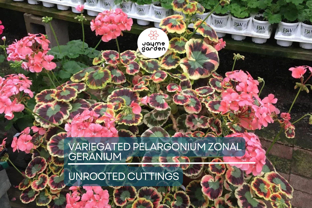 Rare Variegated Pelargonium Zonal Geranium Cutting 6" - Vivid Red Blooms, Hardy & Fast Growing