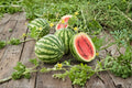 Watermelon – Crimson Sweet 10 Seeds | Classic Heirloom Watermelon | Sweet Red Flesh | Crisp & Juicy