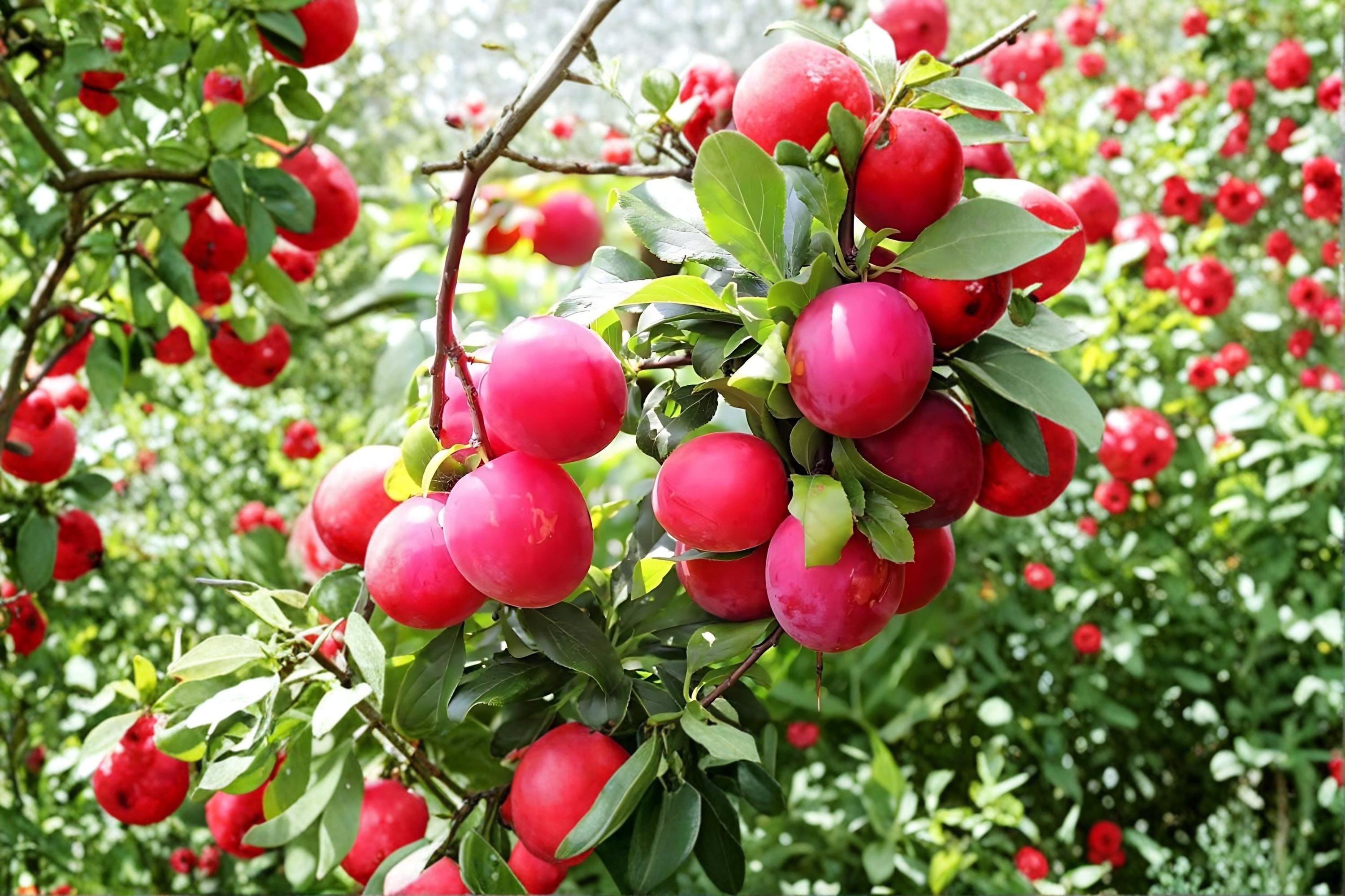 Red June Plum 1 Live Tree 2 ft Tall (Prunus salicina) Early Fruit Plum Tree