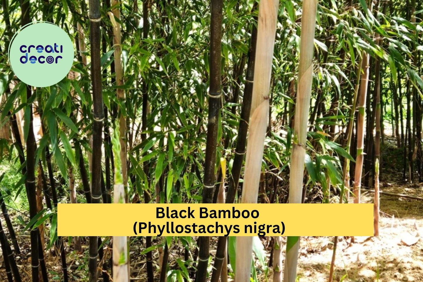 Black Bamboo Rhizomes (3 Pack) – Cold Hardy & Evergreen – Fast-Growing Privacy Screen, Phyllostachys nigra