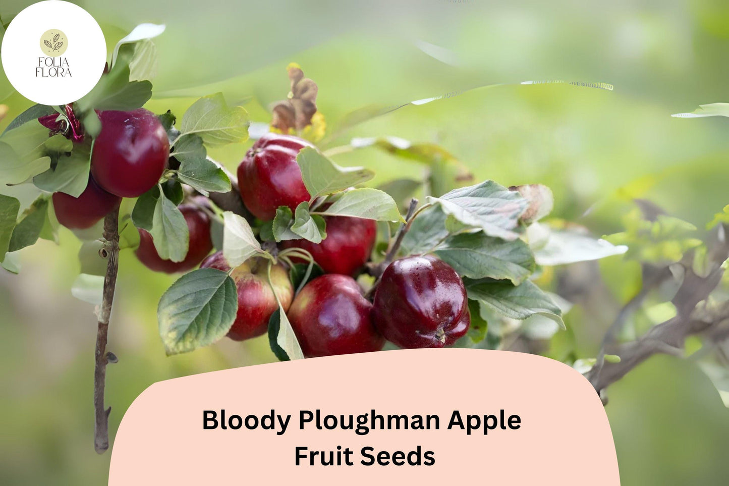 25+ Bloody Ploughman Apple Seeds for Planting | Scottish Heirloom Apple Tree | Red Flesh Sweet Fruit | Garden Orchard Seeds