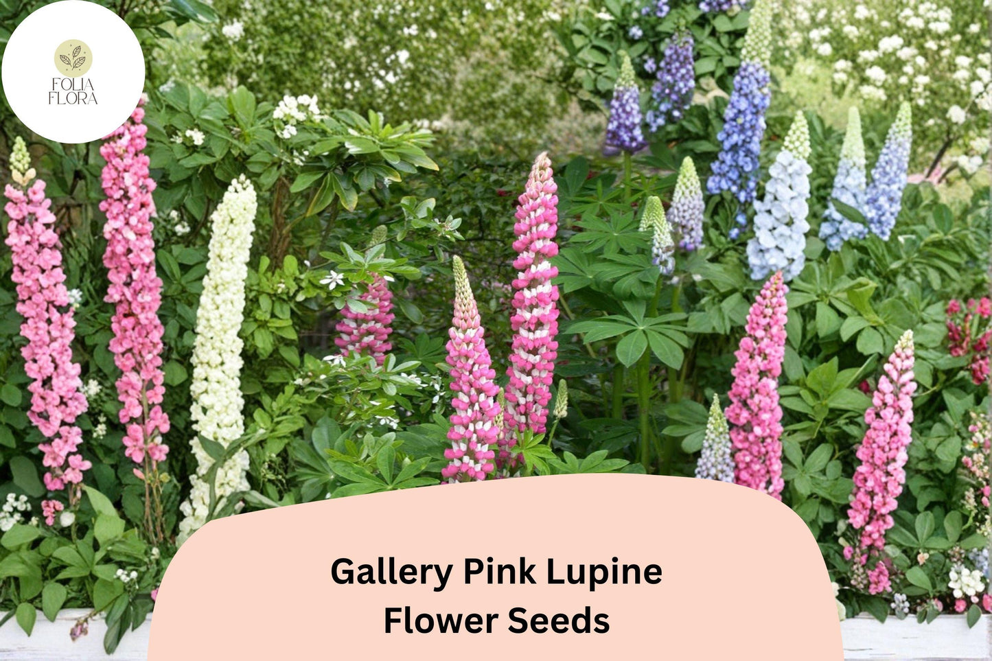 25+ Gallery Pink Lupine Seeds | Lupinus polyphyllus | Compact Perennial Lupine for Cottage & Pollinator Gardens
